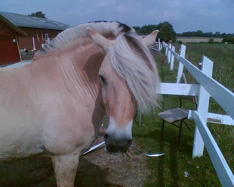 Fjordhest Lasse billede 2