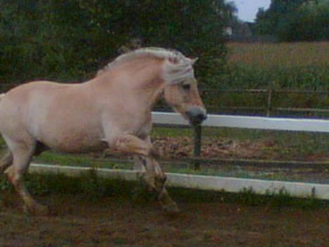Fjordhest Lasse billede 3