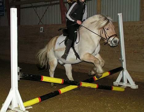 Fjordhest Lasse billede 4