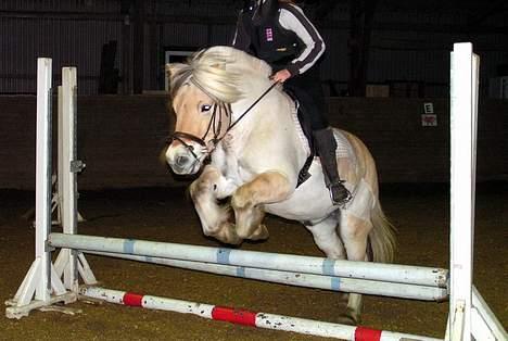 Fjordhest Lasse billede 5