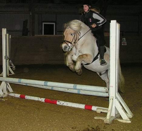 Fjordhest Lasse billede 6