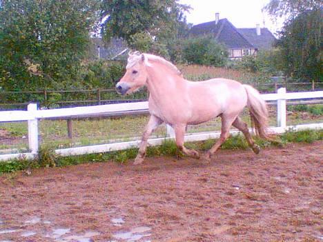 Fjordhest Lasse billede 7