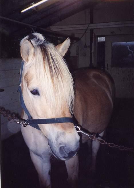 Fjordhest Lasse billede 8