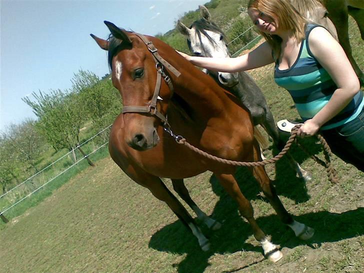 Arabisk fuldblod (OX) Antar El Karmdal *solgt* - Hyggeligt :D  billede 12