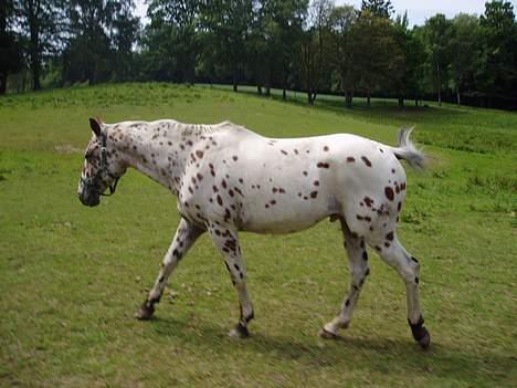 Knabstrupper coco billede 1