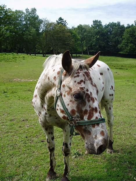 Knabstrupper coco billede 2