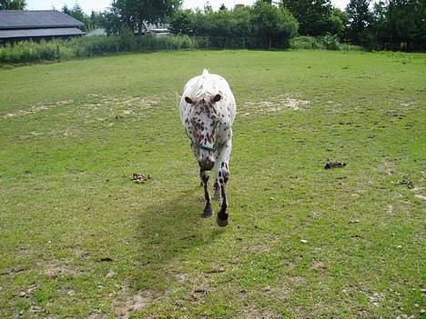 Knabstrupper coco billede 3