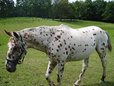 Knabstrupper coco billede 4