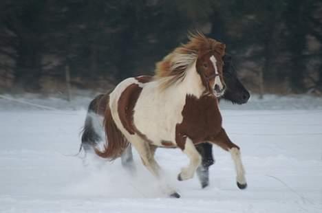 Islænder Skjalda fra Bakholm - Smukke Skjalda i sneen billede 1