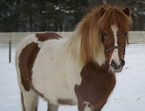 Islænder Skjalda fra Bakholm - Skjalda billede 2