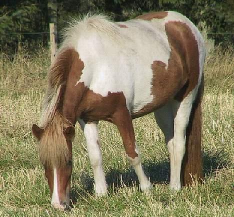 Islænder Skjalda fra Bakholm - Skjalda sidste sommer billede 3