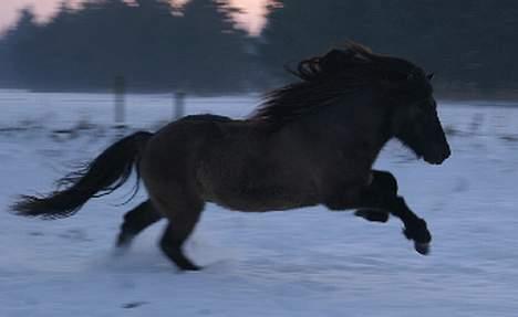 Islænder Skjalda fra Bakholm - Hingsten som Skjalda er ifolet ved billede 4