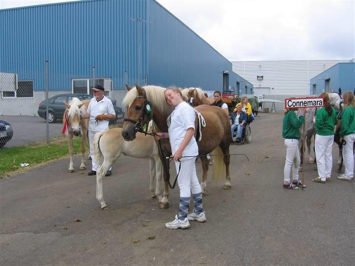 Haflinger Gravenshoveds Omira - Landsskue 2007 billede 12