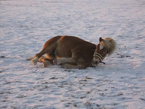 Haflinger Gravenshoveds Omira - En lille rulletur... Hihi.. billede 13