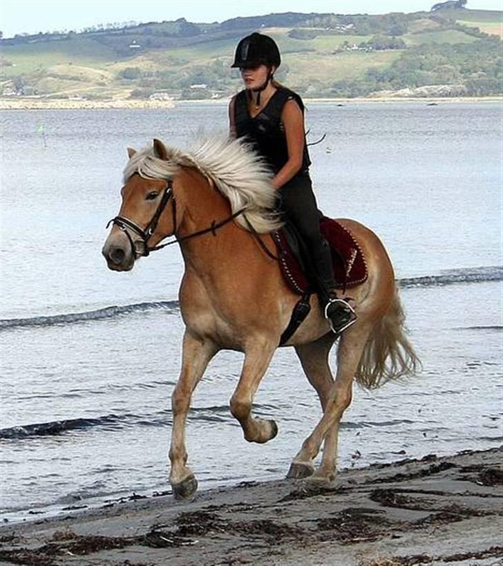 Tyroler Haflinger Gabriella Elghuset billede 4