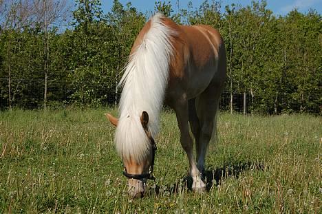 Tyroler Haflinger Gabriella Elghuset billede 16