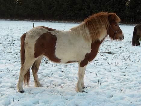 Islænder Skjalda fra Bakholm - Tøsen i sneen..taget i dag! billede 5