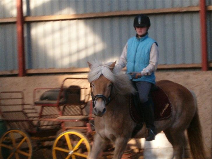 Tyroler Haflinger Gabriella Elghuset - D.27.4.2008 billede 17