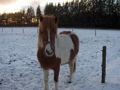 Islænder Skjalda fra Bakholm - Den smukke billede 6