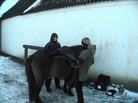 Islænder Mýsla Fra Egebæk (Død) R.I.P. - sadle prøvning, da jeg er på udkig efter en ny sadle og har heldigvis også fundet en, en rigitg god en!!!!:D En Bates.. billede 14