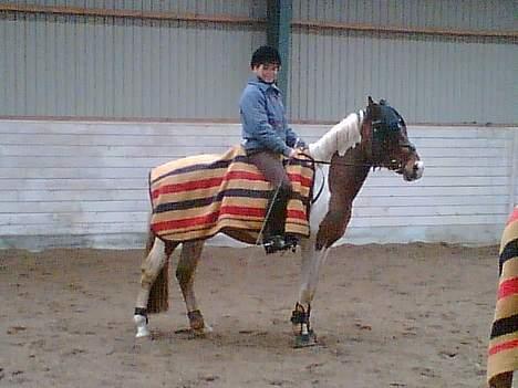 Pinto Little Highness (Solgt) - "Bette Ski" med hans nye rytter Sandra.... billede 3