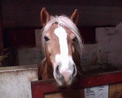 Haflinger Casia - Hej med jer:) billede 1