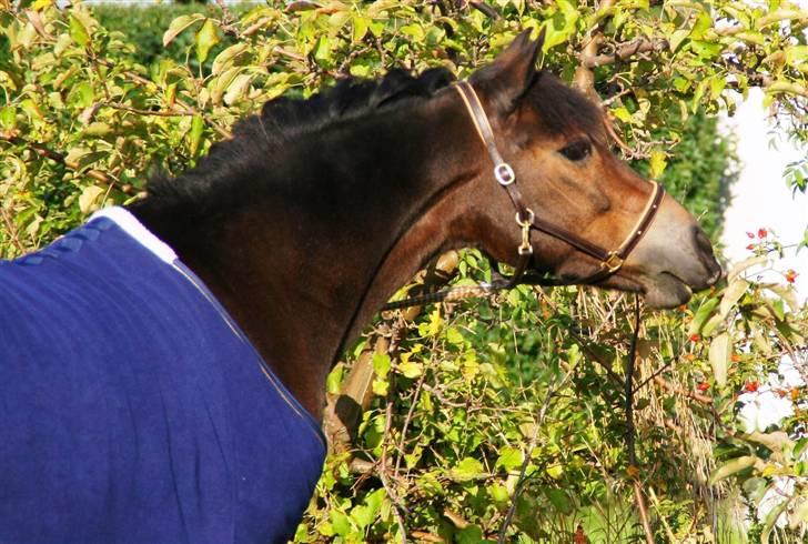 New Forest Tetania Af Damagergård - Tetania napper efter bær til stævne på BOGØ  billede 5