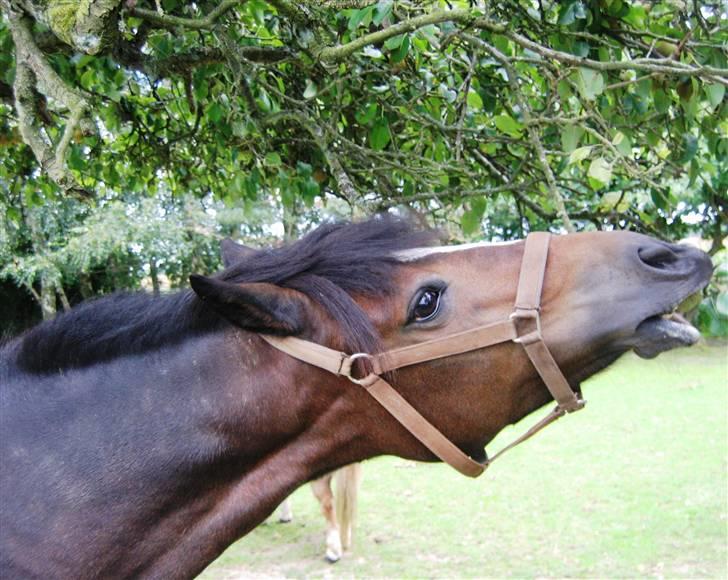 New Forest Tetania Af Damagergård - Min superpony napper efter pærer (: billede 6
