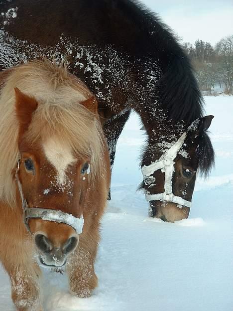 Shetlænder Sanne Bomlund  - Sne-Sanne - Vinteren ´05. billede 10