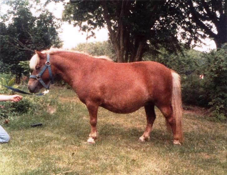 Shetlænder Sanne Bomlund  - Sanne Bomlund, 3 år billede 11