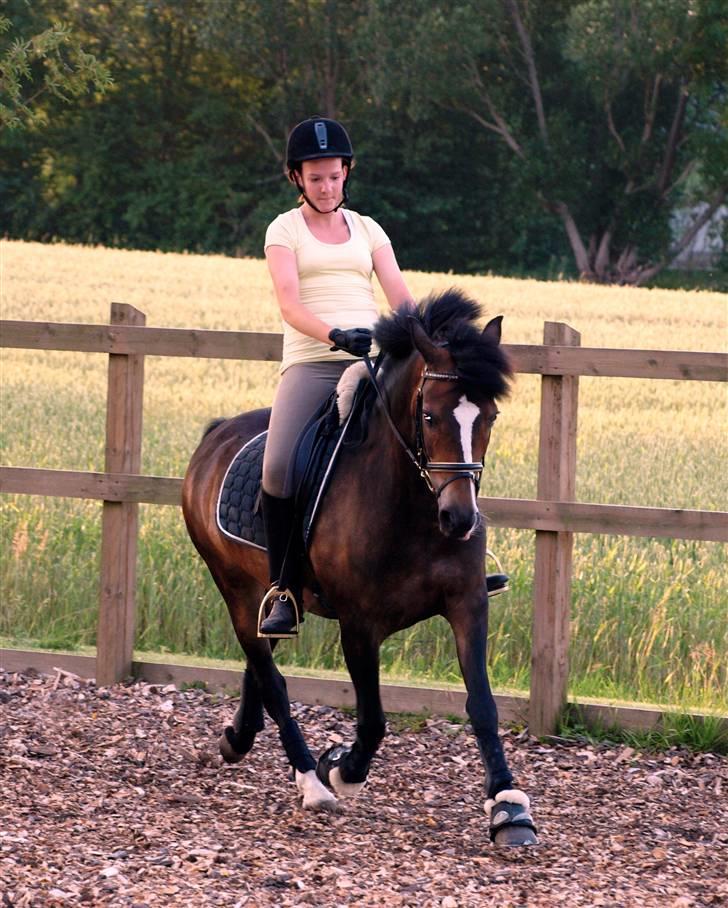 New Forest Tetania Af Damagergård - Tetania og jeg, dressurtræning. billede 7