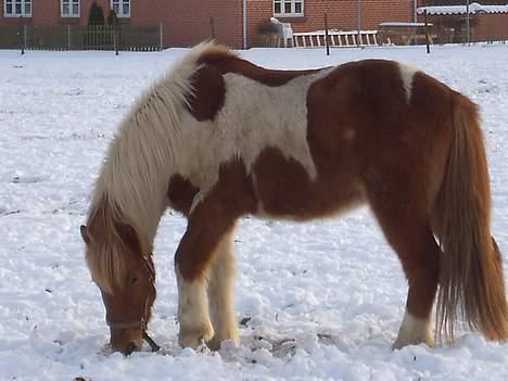 Islænder Mellemhavens Tjalfe  - 1/1-06 billede 11