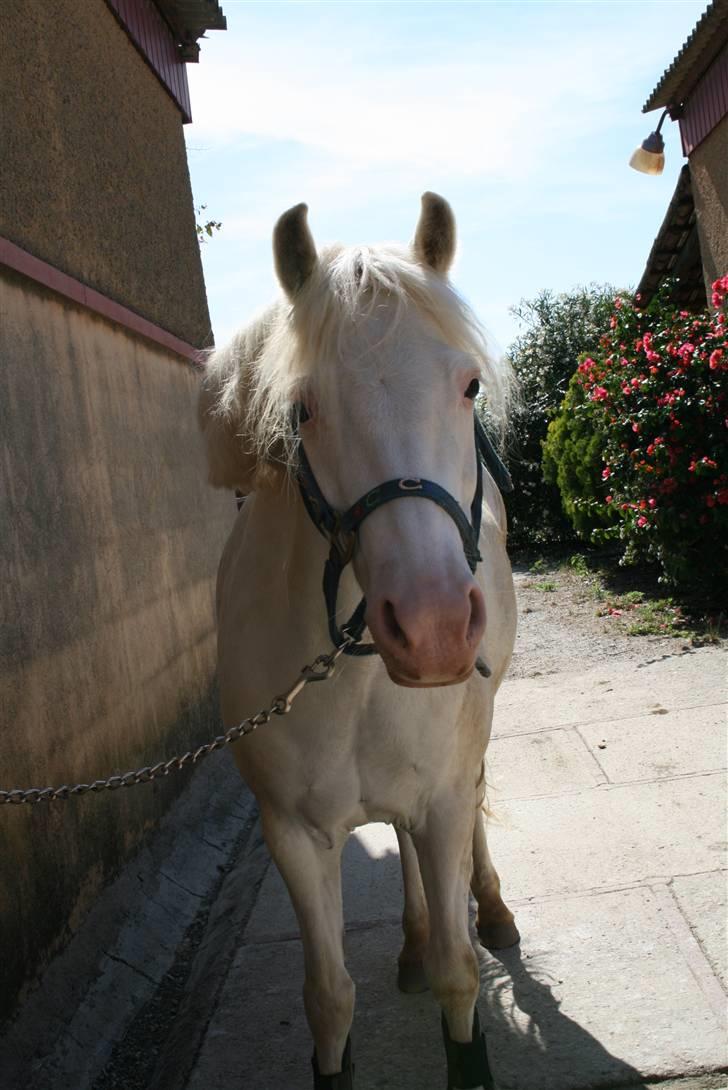 Welsh Pony af Cob-type (sec C) korreborgs nichlas - Velkommen til Silvers/Nihlas´ profil q: silver på sicilien hvor han nu bor, har det rigtig godt og er på landsholdet i dressur for under 11 ryttere. billede 1