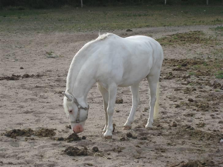 Welsh Pony af Cob-type (sec C) korreborgs nichlas - sidste gang at jeg så min evige ynglings pony <3 :´( et par dage inden at han kørte afsted til sicilien s´: billede 2