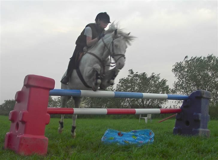 Welsh Pony af Cob-type (sec C) korreborgs nichlas - Anne og Silver springer ca. 1 meter :D billede 3