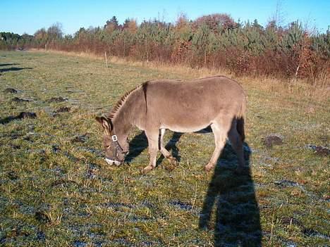 Anden særlig race højgårdens egon  - egon billede 10