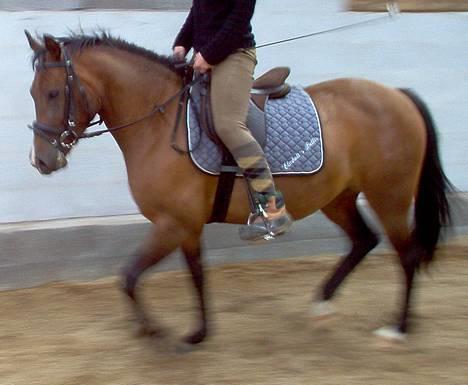 New Forest Starlight (solgt) - Her er starlight lige blevet redet til. Det er ca. 15 gange hun har rytter på. billede 1