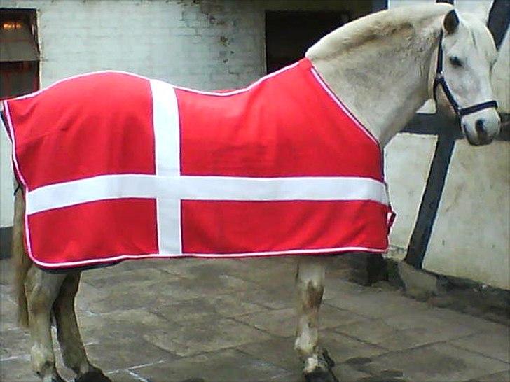 Connemara Lille bredvigs laban,RIP  - :Dmin skønne pony :D billede 6
