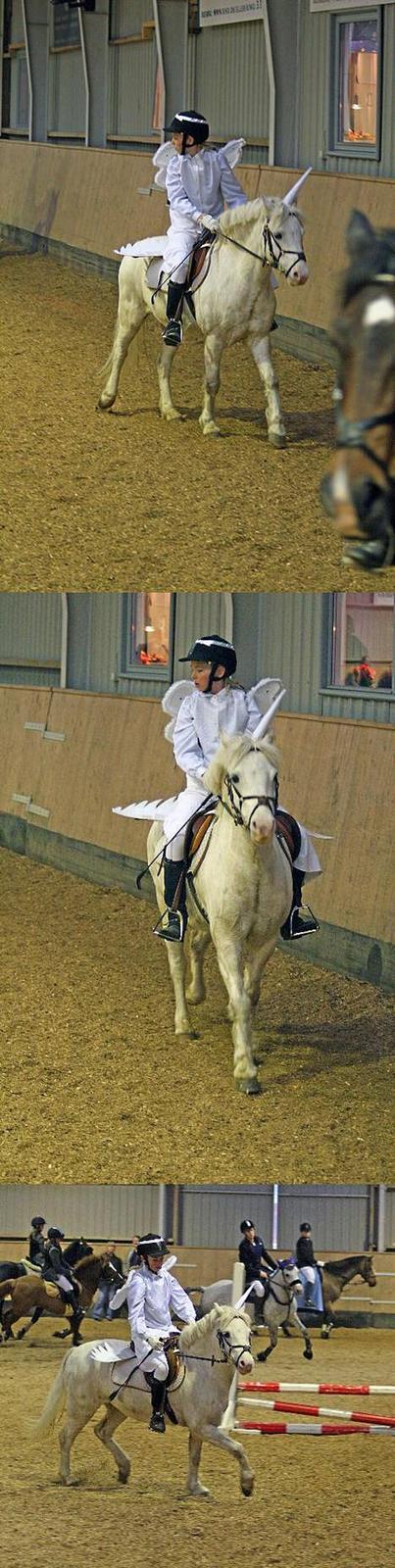 Welsh Pony af Cob-type (sec C) korreborgs nichlas - Engle, Engle, Engle  .  . billede 6