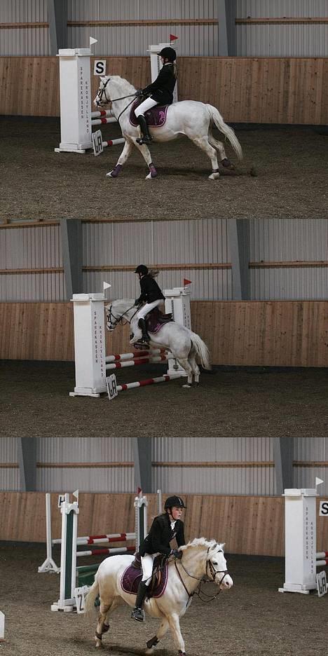 Welsh Pony af Cob-type (sec C) korreborgs nichlas - Mig og Silver i Tørring  .  " ind, imens og bagefter "  billede 7