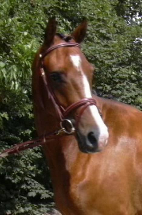 Dansk Varmblod Copinette  billede 1