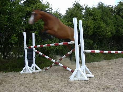 Dansk Varmblod Copinette  billede 2