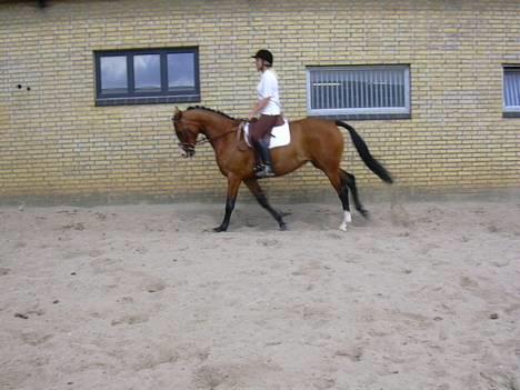 Dansk Varmblod Copinette  billede 3