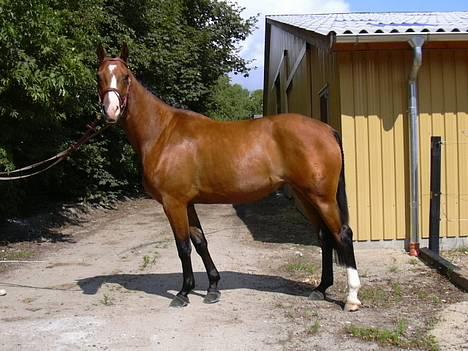 Dansk Varmblod Copinette  billede 4