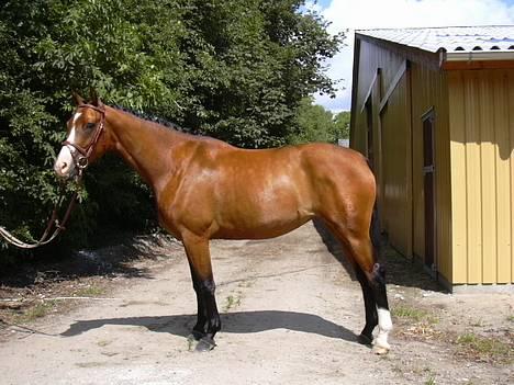 Dansk Varmblod Copinette  billede 5