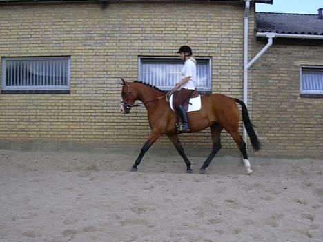 Dansk Varmblod Copinette  billede 6