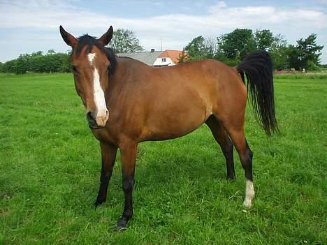 Dansk Varmblod Copinette  billede 7