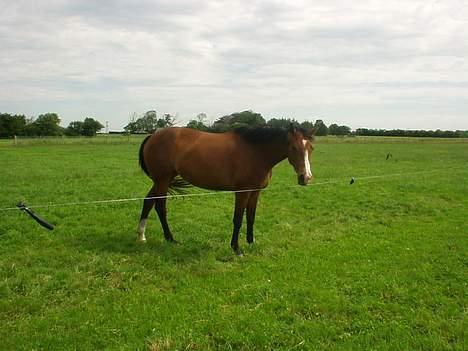 Dansk Varmblod Copinette  billede 8