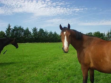 Dansk Varmblod Copinette  billede 9