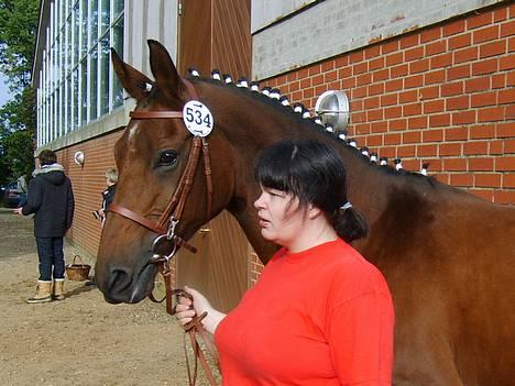 Dansk Varmblod Cheri,  død ;( billede 1